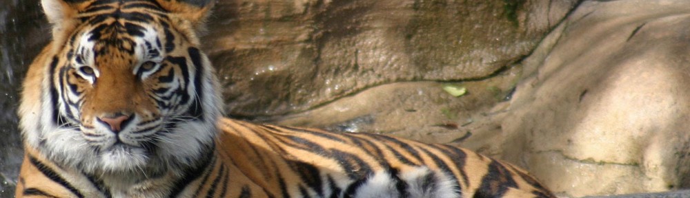 Animal Wallpapers 1600x1200-41