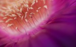 Ubuntu 11.10 Oneiric Ocelot Wallpapers (12)