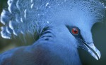 Victoria Crowned Pigeon, Yokohama, Kanagawa Prefecture, Japan