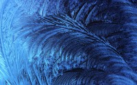 Ice crystals
