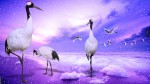 birds stork