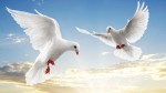 doves flying
