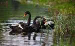 black swans