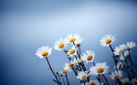 windows 8 wallpapers 2560x1600-268