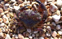 crab