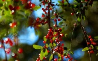 windows 8 wallpapers 2560x1600-273