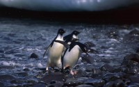 Penguins