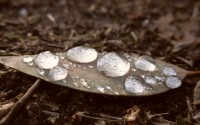 water drops on a leaf