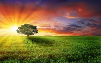 tree at sunset