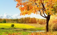 autumn tree