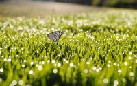 green grass