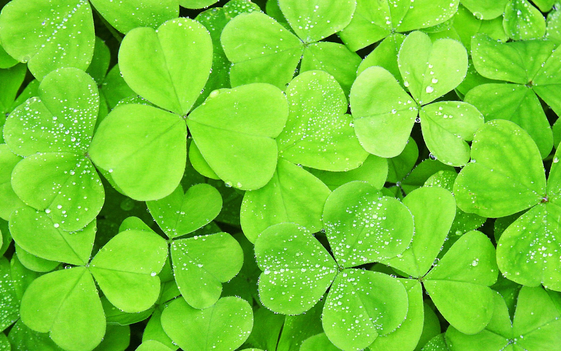 windows 8 wallpapers -consumer preview (8) clovers wallpaper
