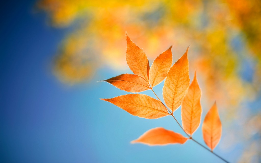 windows 8 new wallpapers (1)