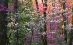 Shenandoah National Park, Virginia, U.S.