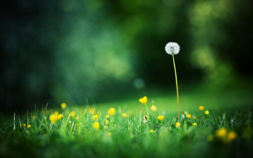 Daily featured wallpaper - Dandelion