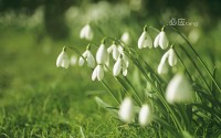 snowdrops wallpaper