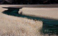 (The sea of reeds,Jiuzhaigou,Sichuan Province)
