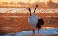 herons