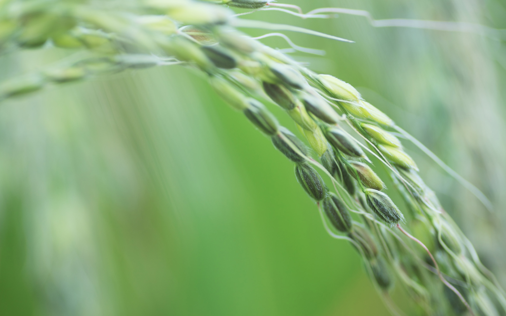 Closeup of a rice plant in field, Shiga Prefecture, Japan