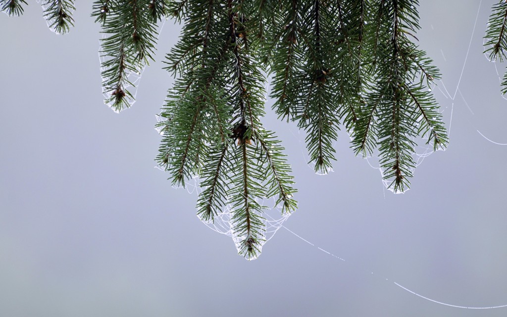 17 Incredible spiderweb wallpapers with water drops and ice