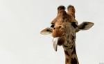A cheeky giraffe