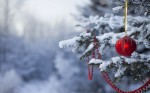 Holiday forest