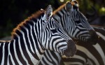 Common or Plains Zebra (Equus quagga burchellii) herd standing together, Maasai Mara National Reserve, Kenya