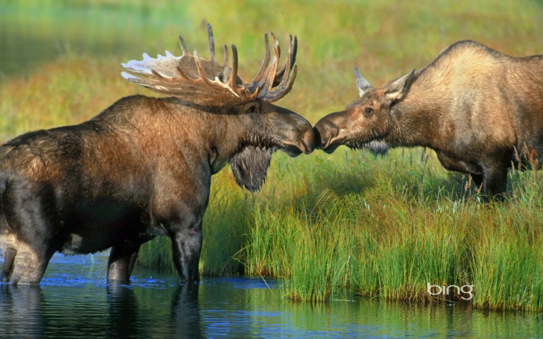 Pair of moose near Wonder Lake in Denali National Park, Alaska