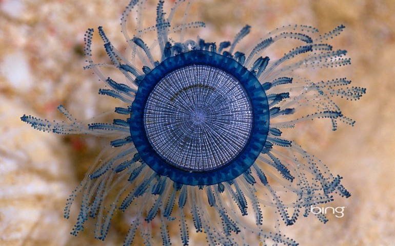 Blue Button (Porpita porpita), Cayman Islands, Caribbean