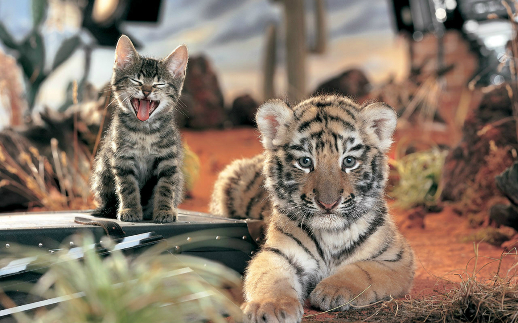 The Tiger and the Kitten wallpaper | HD Wallpapers
