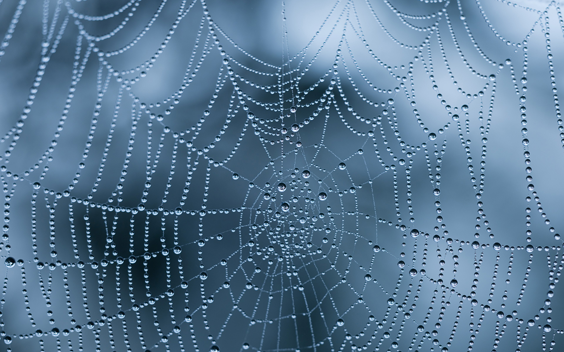 17 incredible spiderweb wallpapers with water drops and christmas desktop wallpaper tumblr