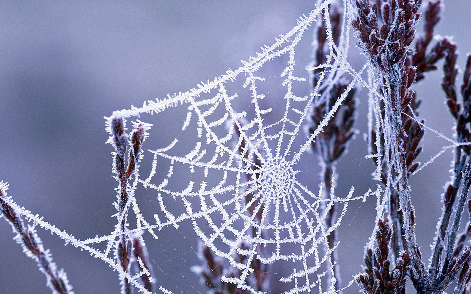 17 Incredible spiderweb wallpapers with water drops and 