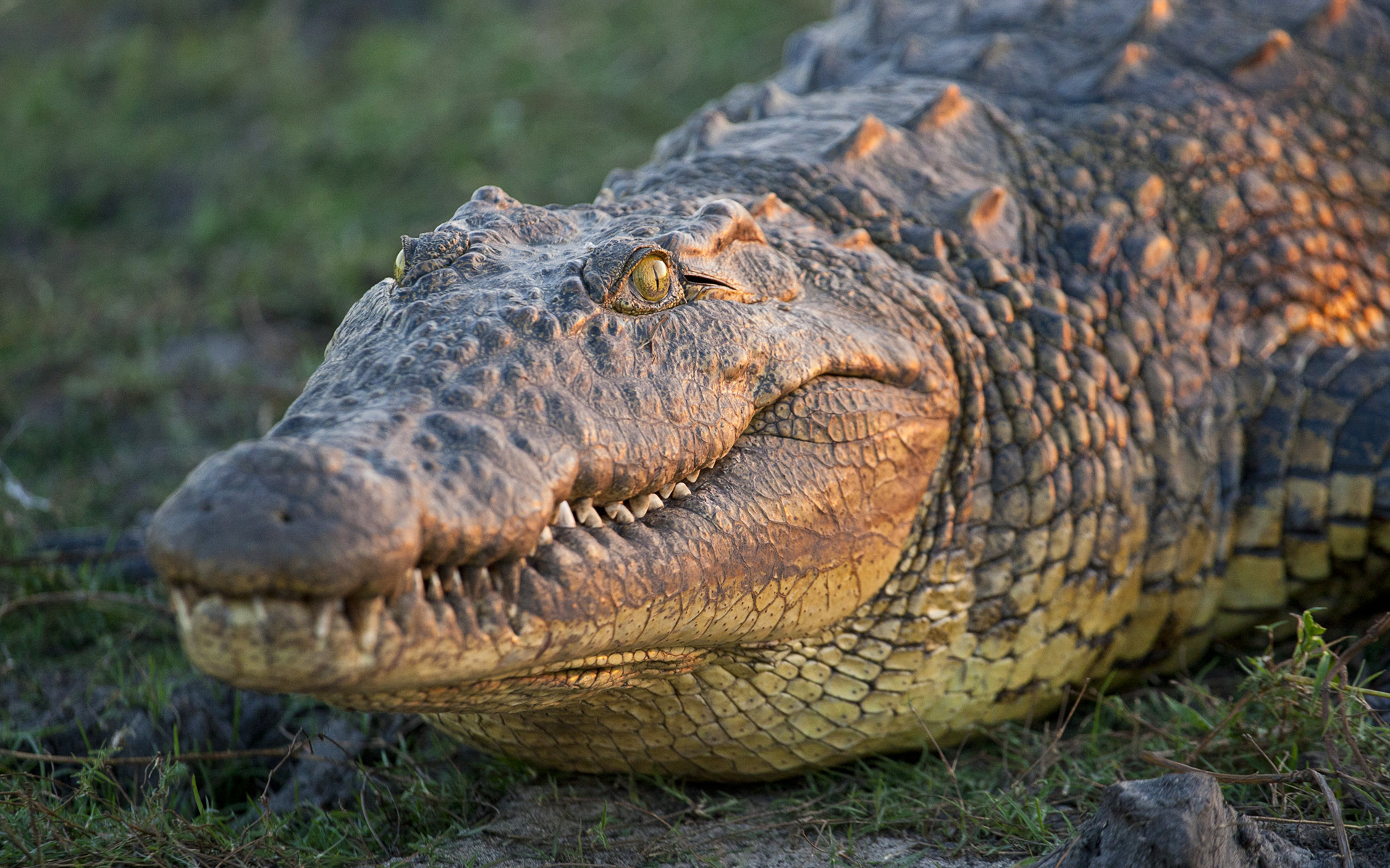 Nile Crocodile (Crocodylus niloticus), Chobe National Park 