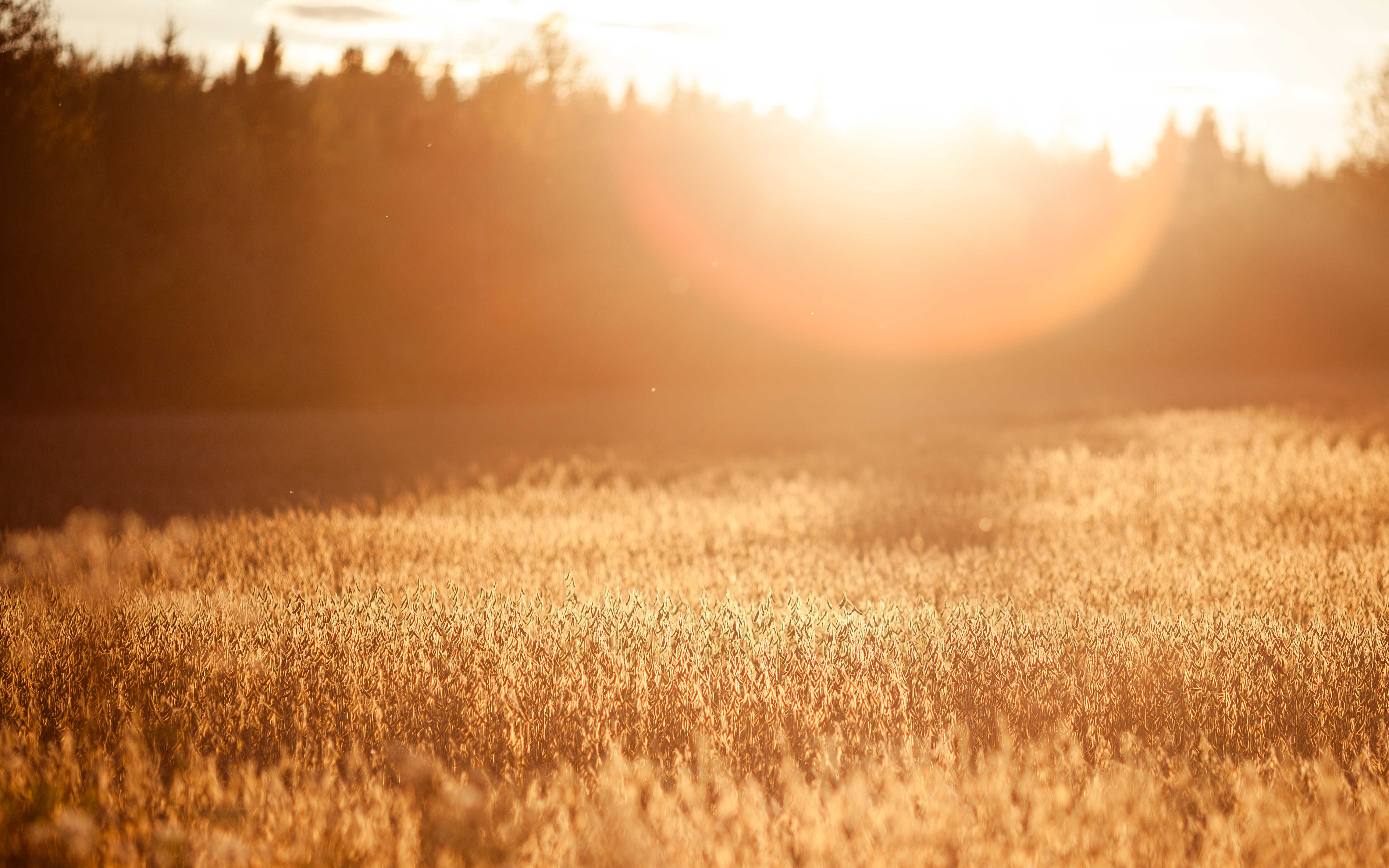 Linux Mint 14 wallpapers (12) | HD Wallpapers