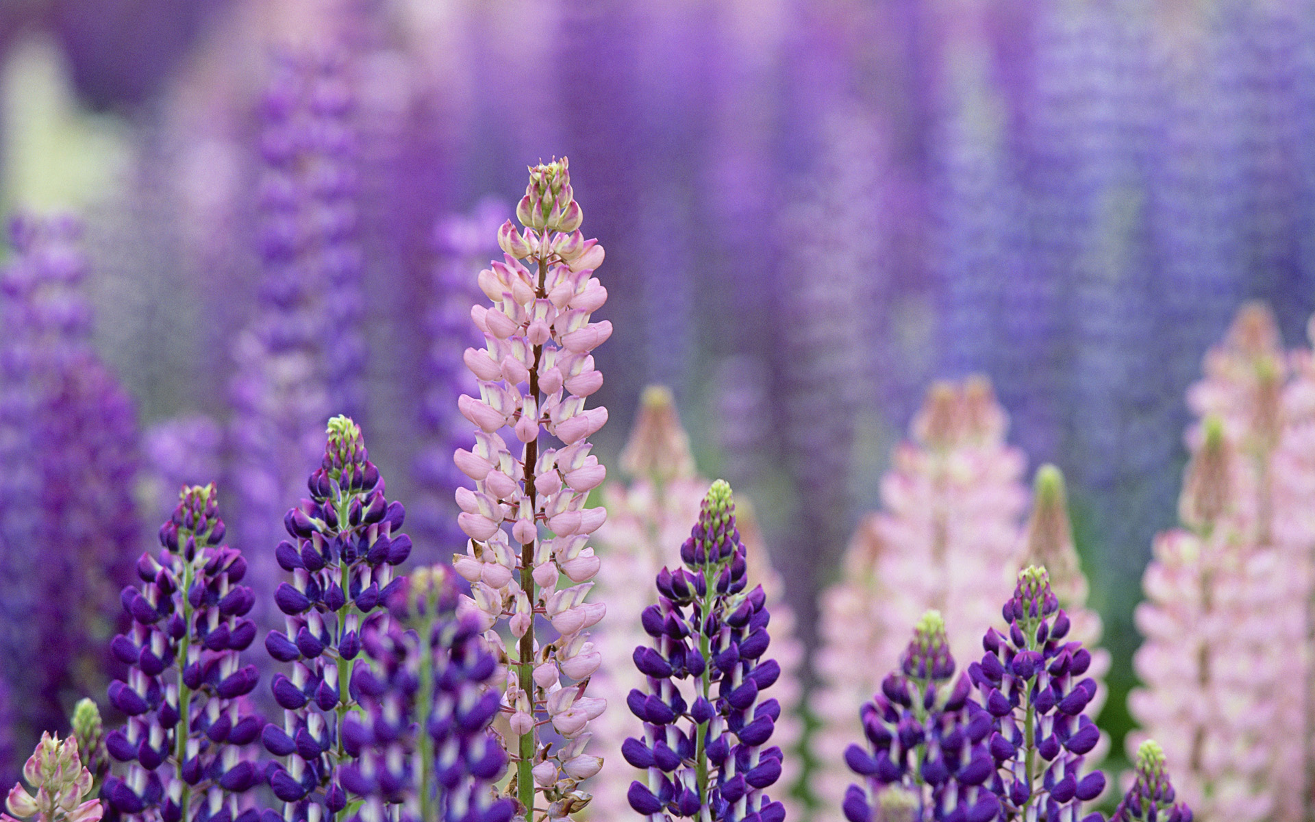 Lupines in meadow, South Island, New Zealand | HD Wallpapers