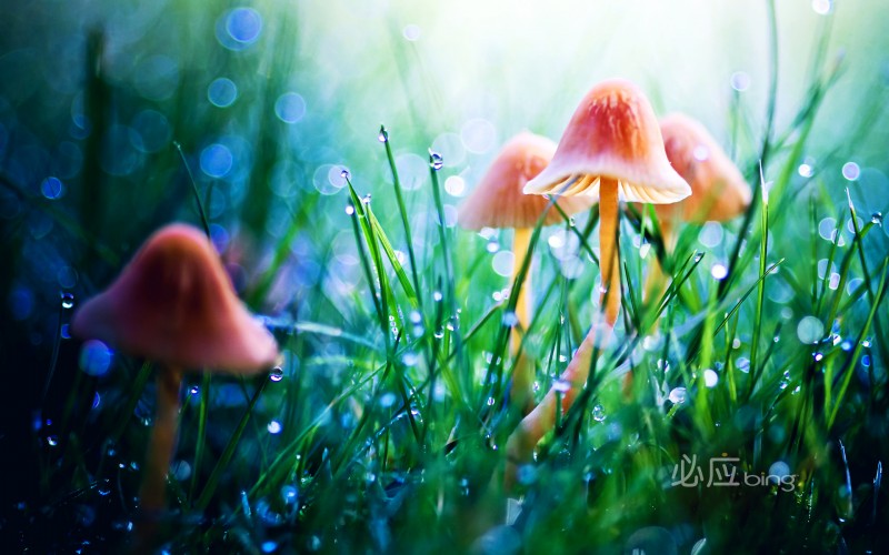 mushroom in grass wallpaper