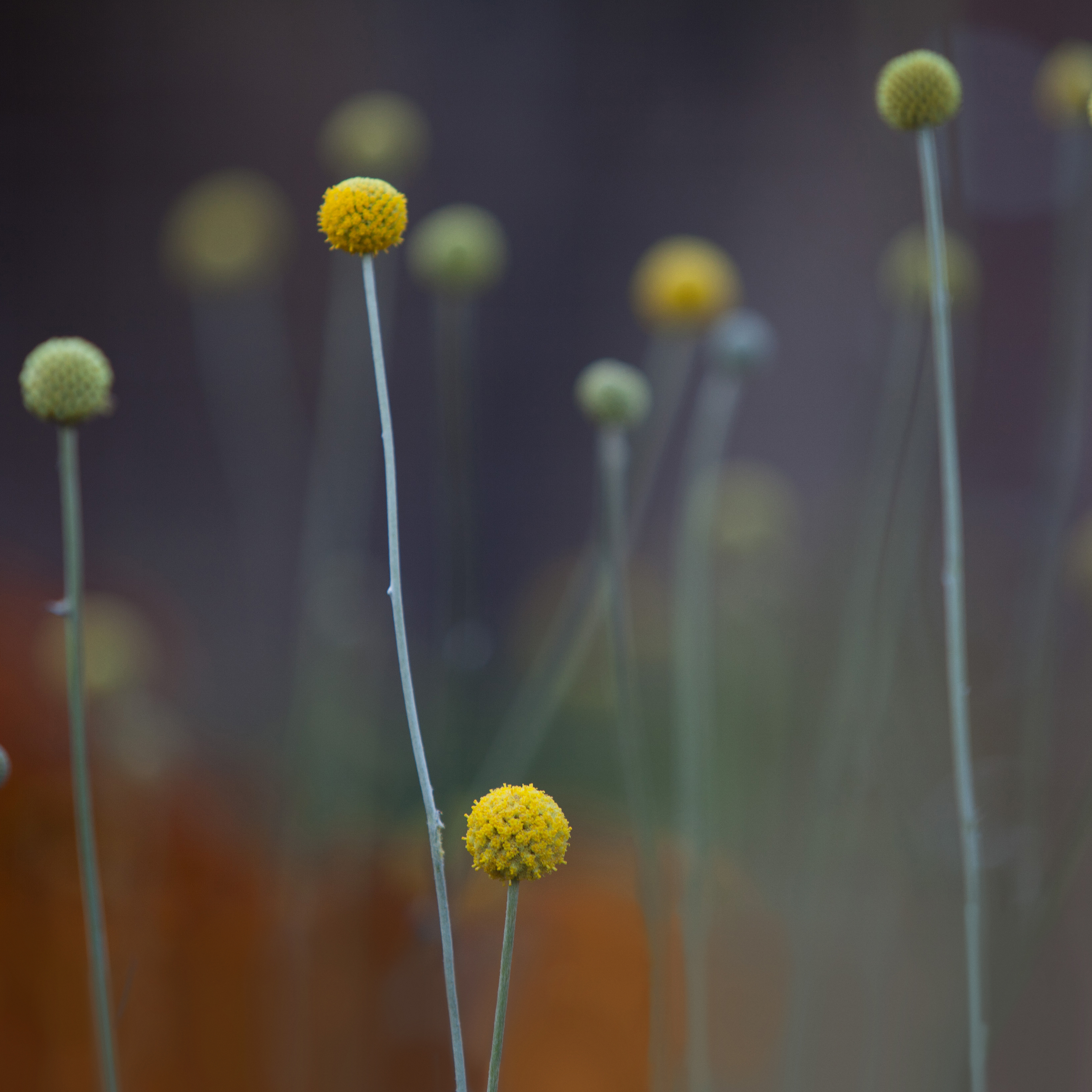 iOS7 iPad wallpapers (16) | HD Wallpapers